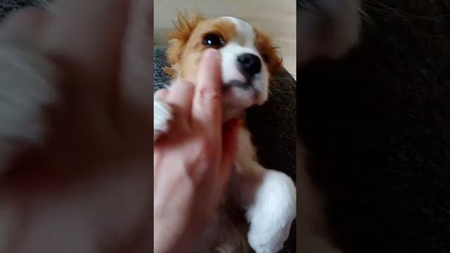 Щенок Кавалер кинг чарльз спаниель 