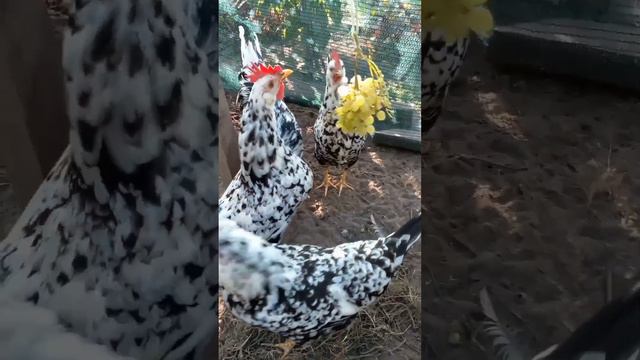 От месяца до девяти курочки порода Леггорн Далматинец. Как отличить курочку от петушка?!