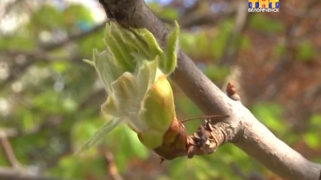 Опять цветут каштаны