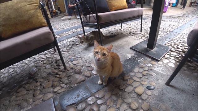 Турция: кошки в Стамбуле