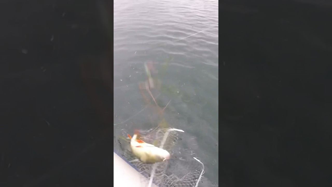 КОГДА КЛЮНУЛ ОКУНЬ ЗАКИЛО, А ДРГУГ ЭТОМУ НЕ РАД! #shorts  #рыбалка #fishing #рыбалка2024