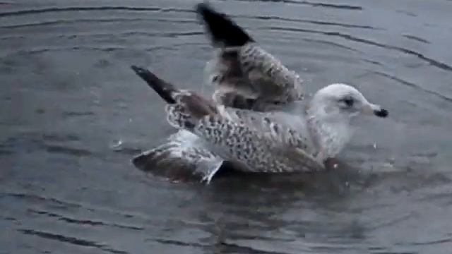 Canon Powershot SX50 Slow Motion Test.