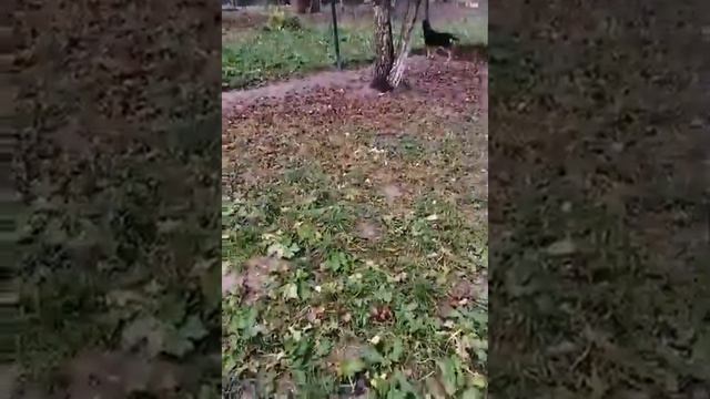Чип 6. 11. 20