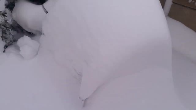 Чому обов'язково потрібно прикривати рододендрони на зиму.