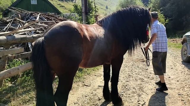 ЖЕРЕБЕЦЬ РУБІН? ,?ПАРОВКА КОБИЛ