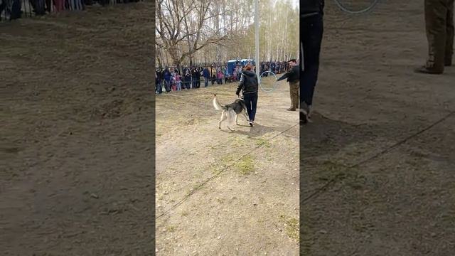 Элементы послушания