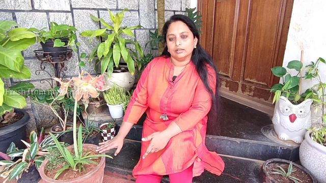 Amaryllis Lily Blooms | Growing Flowers From Bulbs Vs. Seeds