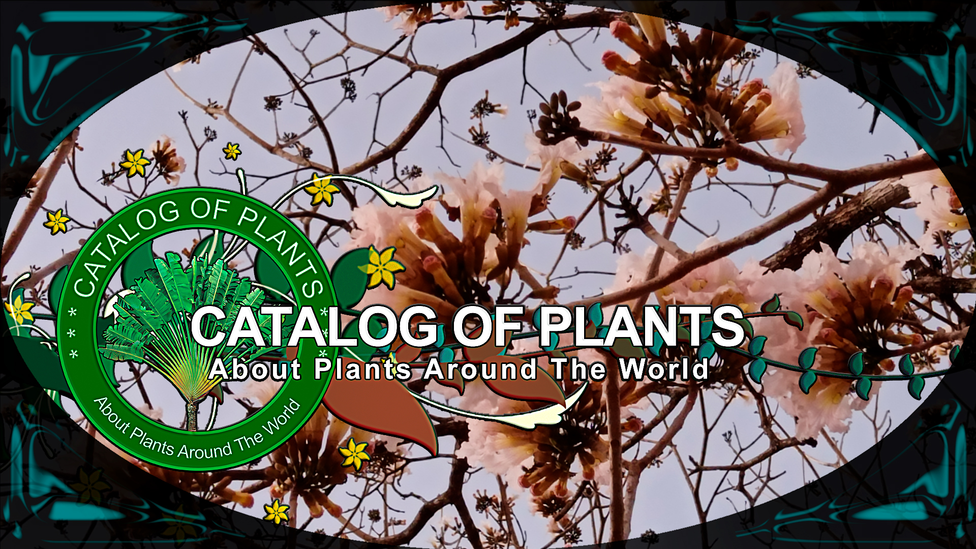 Tabebuia Roseoalba (Ridl.) Sandwith | Flowering Shrubs & Trees | ?? Panama |