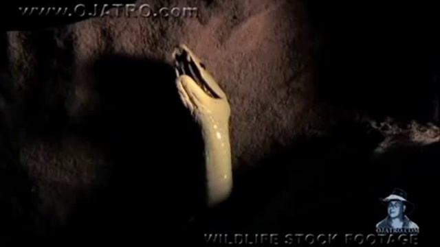 Black Mambas 05, Mamba Vs Humans