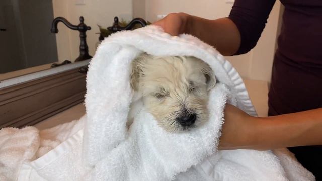 Scout Sascha X Tucker Okefeild Acres Teddybear Standard Goldendoodle Puppies - 4 Wks
