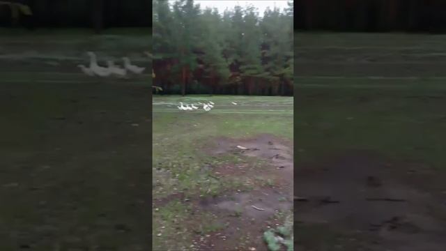 Бойся наших