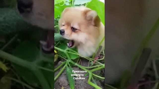 Приятного аппетита 🥒