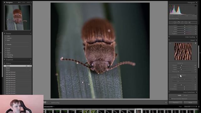 [Заметки фотографа] Обработка макрофото в Lightroom, жук-щелкун