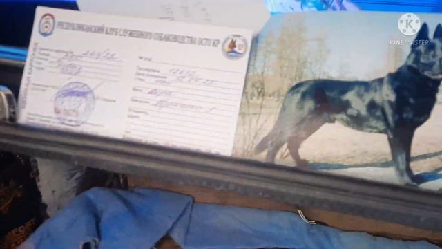 Ит Базар Бишкек долматинец Восточный овчарка спониел