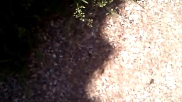 Проверка улья на наличие меда в сотах