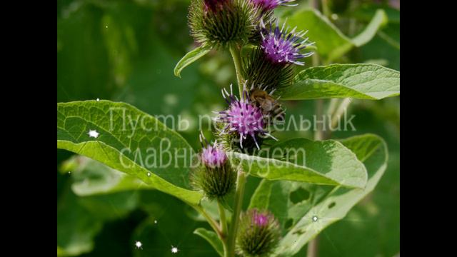 Пусть понедельник славный будет!