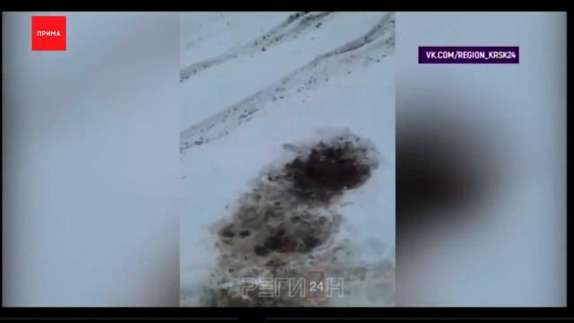 Живую собаку в мешке бросили умирать на обочине