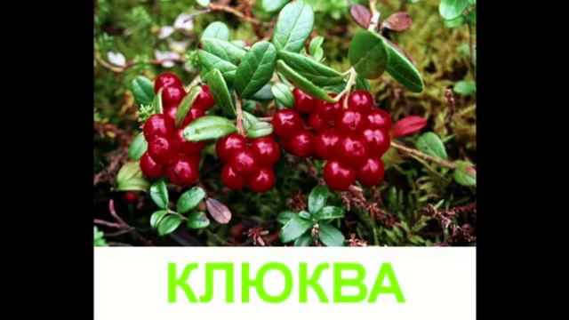Развивающее видео для детей. Ягоды.