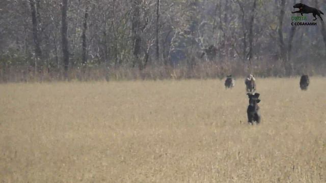 Охота на зайца с собаками. 2часть. 2019-2020г.