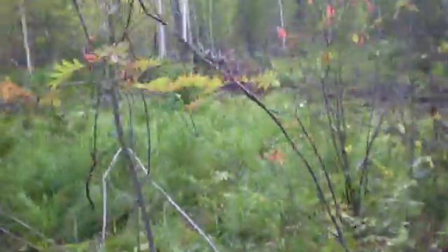 Лезем по бурелому