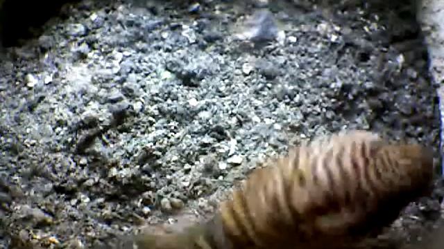 From Internet Camera(Turmfalken[03:1A:A5])2014/07/09,13:17:00_D