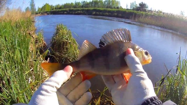 Спінінгова рибалка,лов щуки на річці здвиж.