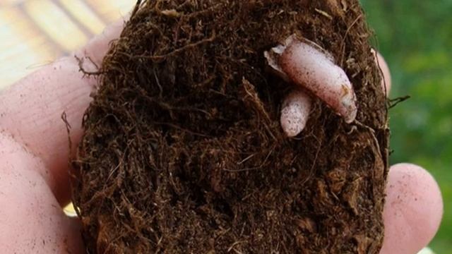 Бегония клубневая: посадка и уход в домашних условиях