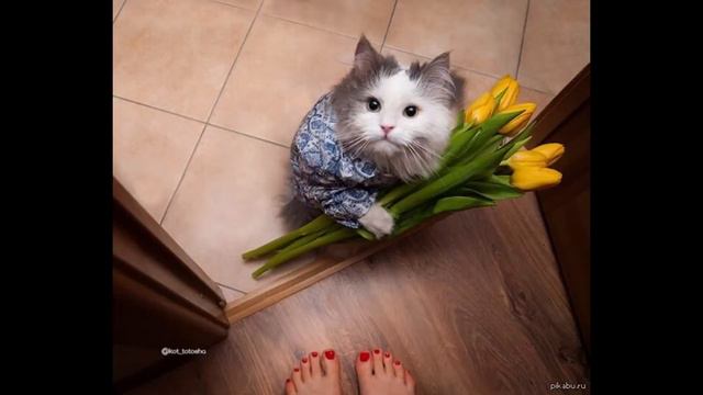 Тюльпано пряный Кот Музыка,слова,исполнение Кошка Мона Lo Fi Cat