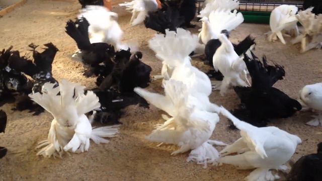 Da48340d8182950e284b0b2fd87c096e