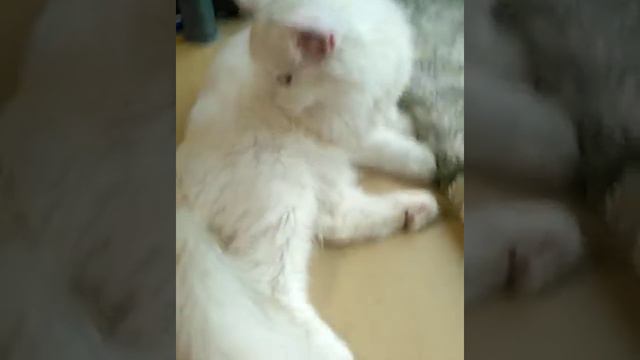 0728c78b1b29c6a6b9312f2e49509fbd