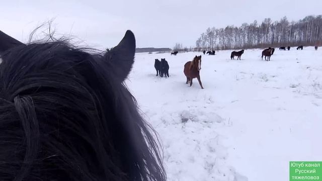 Борис упал с лошади и сломал руку. Лошади пришли в деревню.