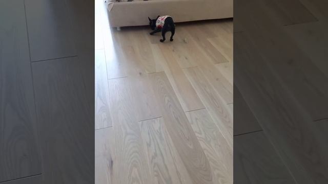 Играем с Говорящей Собакой😱