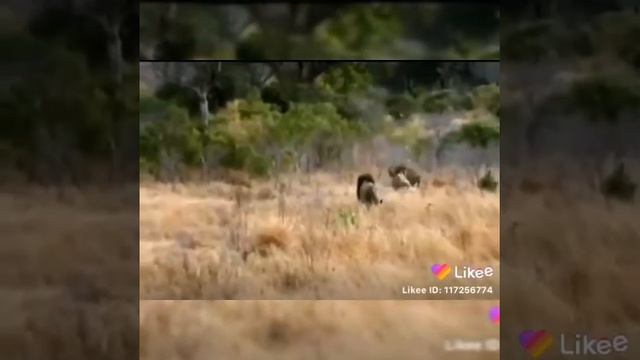 Я царь зверей