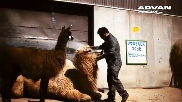 Yokohama Advan Fleva V701