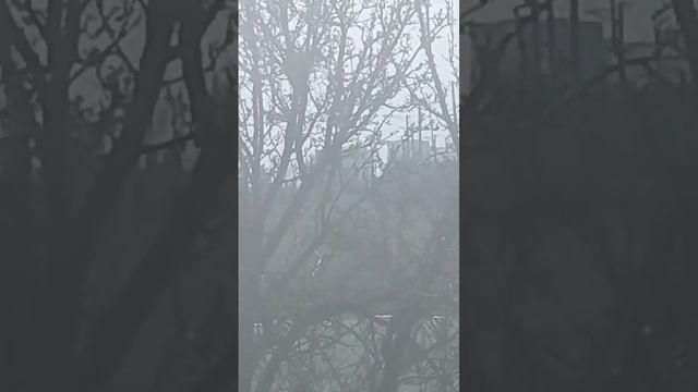 сороки воруют палки из гнезда ворон