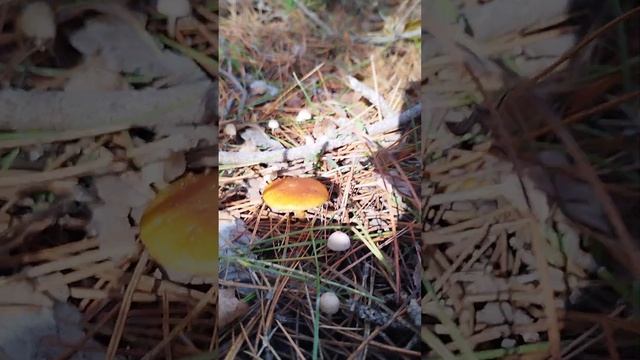 гимнопил сосновый