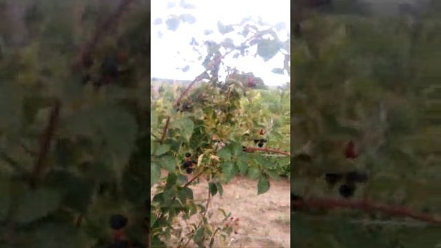 Ожина Лох Тей