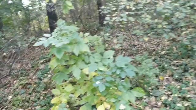 05.10.23. Собираю новый осенний урожай ежевики!