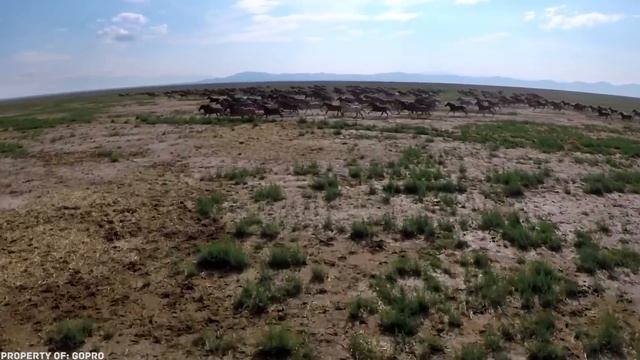 10 Самых Необычных Лошадей, в Существование Которых Вы Не Поверите