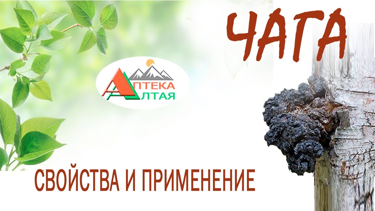 Чага. Свойства и применение.