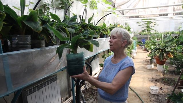 Теплица ЭРА Сибири