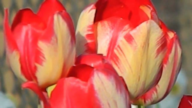 Тюльпан_пестрый_ч_6  ХОРОШЕЕ НАСТРОЕНИЕ на  каждый день!