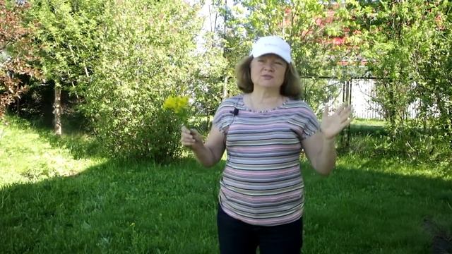 361_Нашествие майского жука! Срочно осмотрите растения!