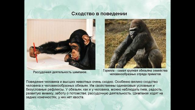 Доказательства происхождения человека