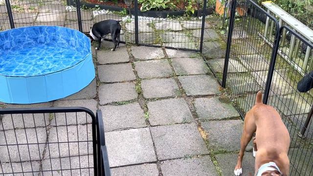 Boston Terrier + Boxer Puppy = Miniature Boxer! БОСТОН ТЕРЬЕР + боксёр щенки