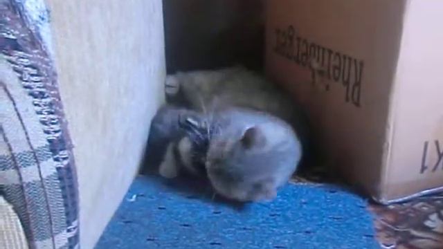 Кошка мама