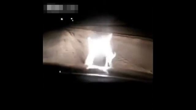 2 зайца дерутся посреди дороги