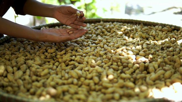 Trồng Đậu Phộng Thu Hoạch Và Làm Kẹo | How To Grow Peanut From Seeds