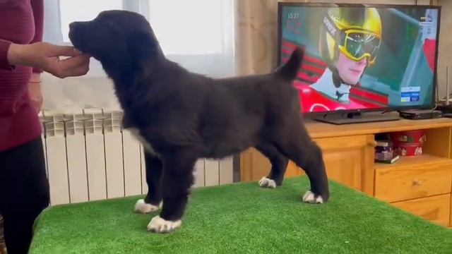 Девочка от родительской пары О-Камал из Клови х Виксам Душа. 21.12.2021 г.р. Можно спросить.