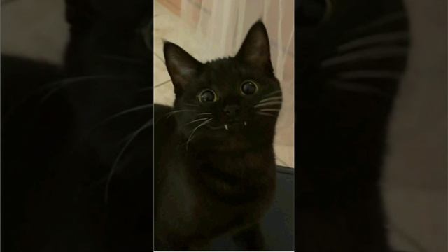 первое видео